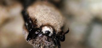 Macro photo of a bat with white-nose syndrome