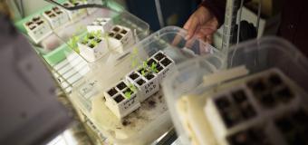 collection of plant experiments