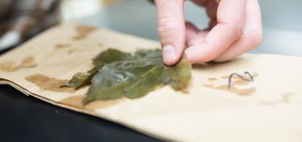 student conducting a leaf experiment
