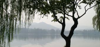 Image of tree in winter haze