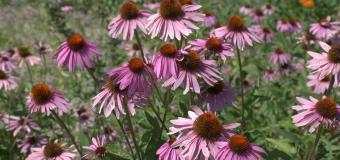 Pink flowers in a field of green grass in the summer.