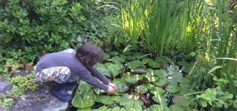 students working with lily pads