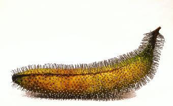 banana with pins in it in front of white background