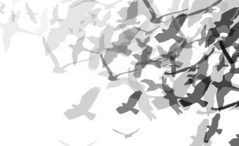 black and gray illustration of flock of birds taking flight