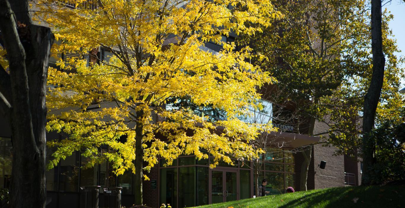 Tree on Doble quad with yellow leaves