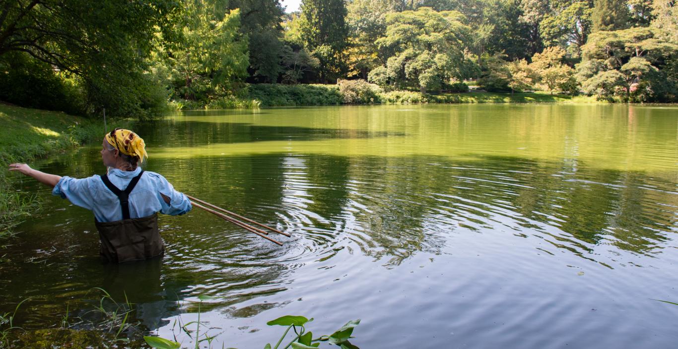 Maria Aliberti Lubertazzi wears waders and stands waist deep in a green pond.