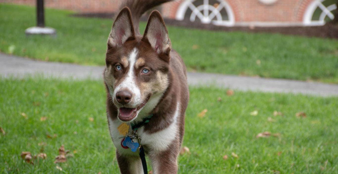 Ollie, a husky dog walks across the grass.