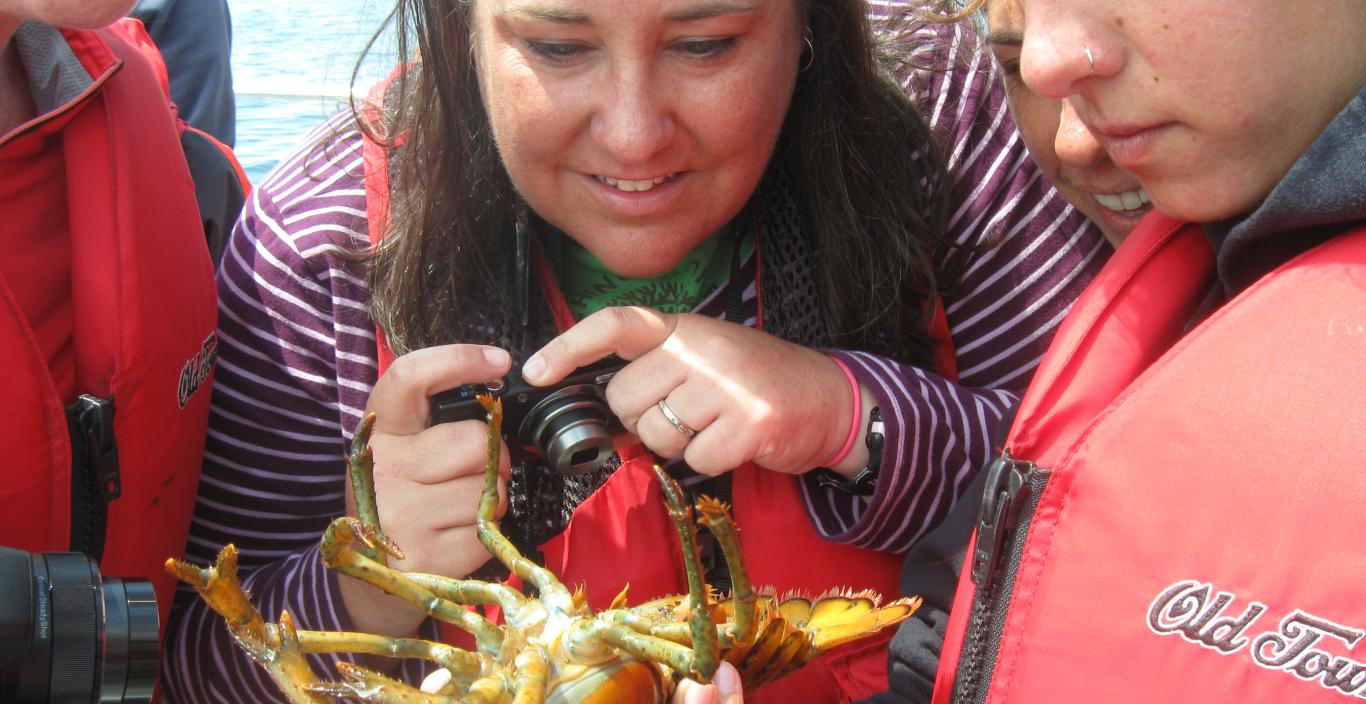 Strnad examining lobster on boat off coast of Maine