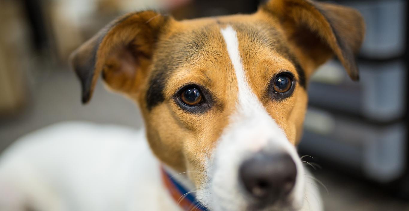 A closeup of Tally the dog.
