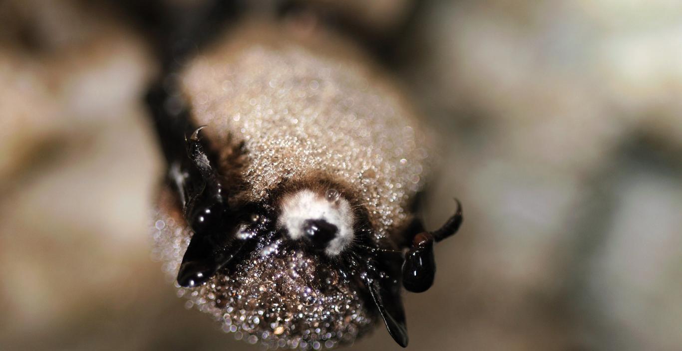 Macro photo of a bat with white-nose syndrome