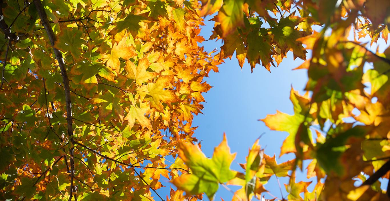 Photo of leaves in Autumn