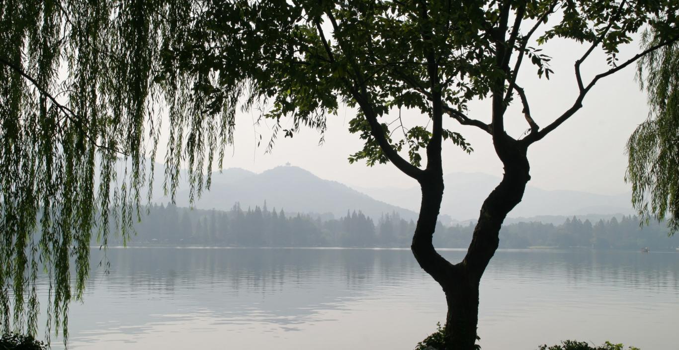 Image of tree in winter haze