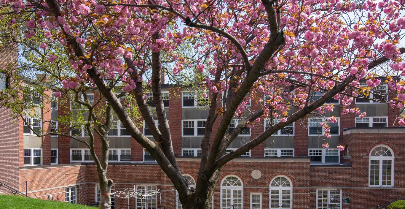 Bright pink flowers bloom in front of the dining hall on Lesley's Doble campus.