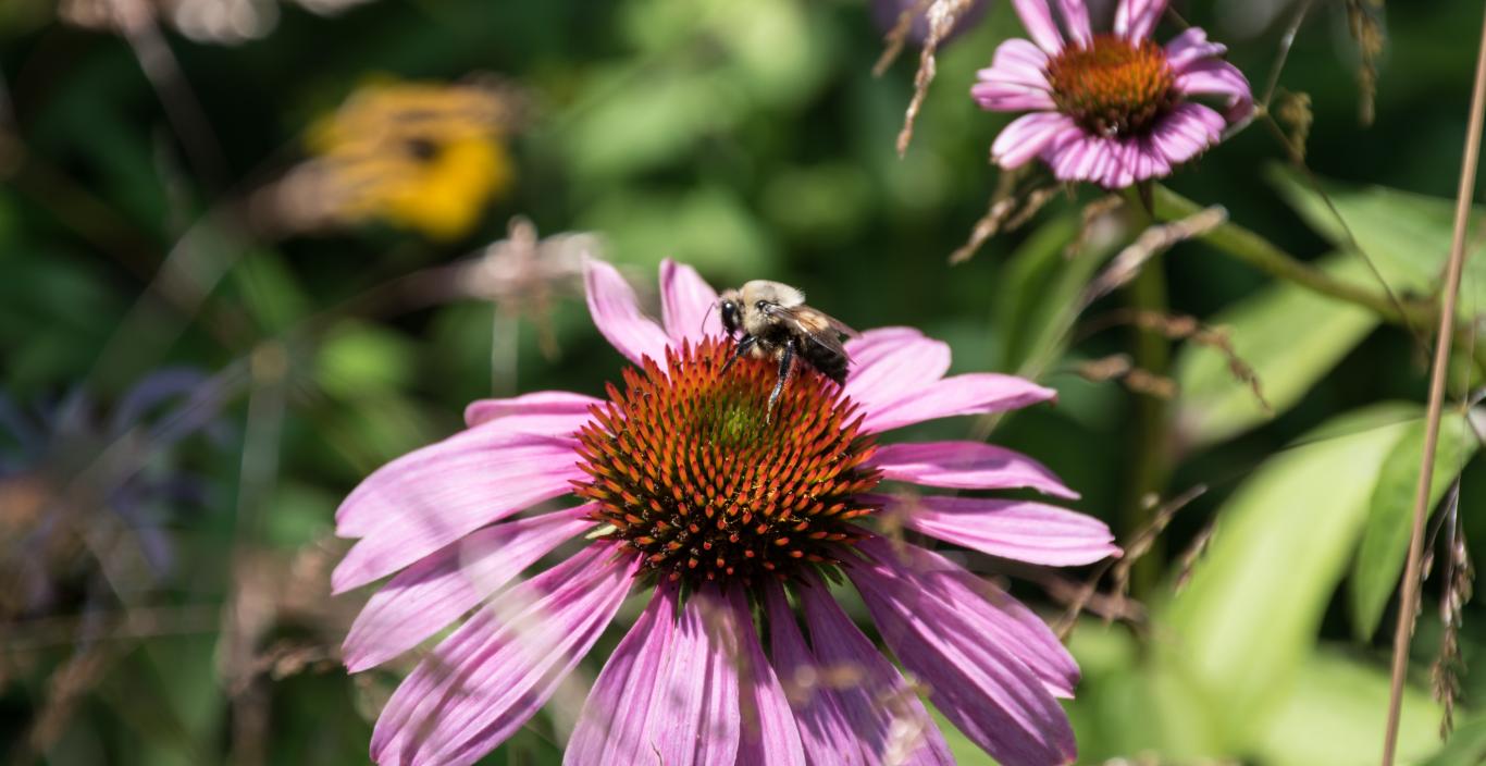 A bee pollinating a pink flower in Mount Auburn