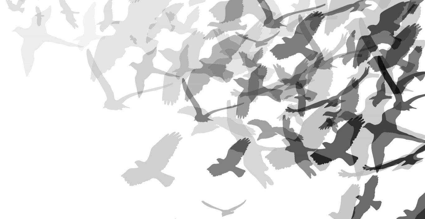 black and gray illustration of flock of birds taking flight