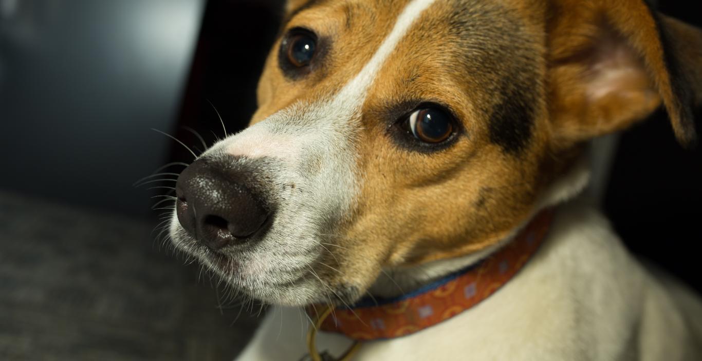brown and white dog close up
