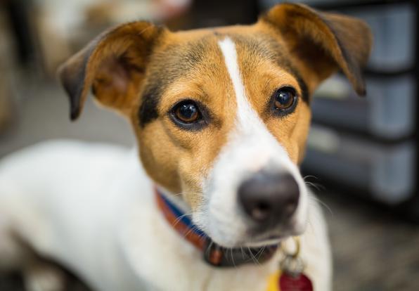 A closeup of Tally the dog.