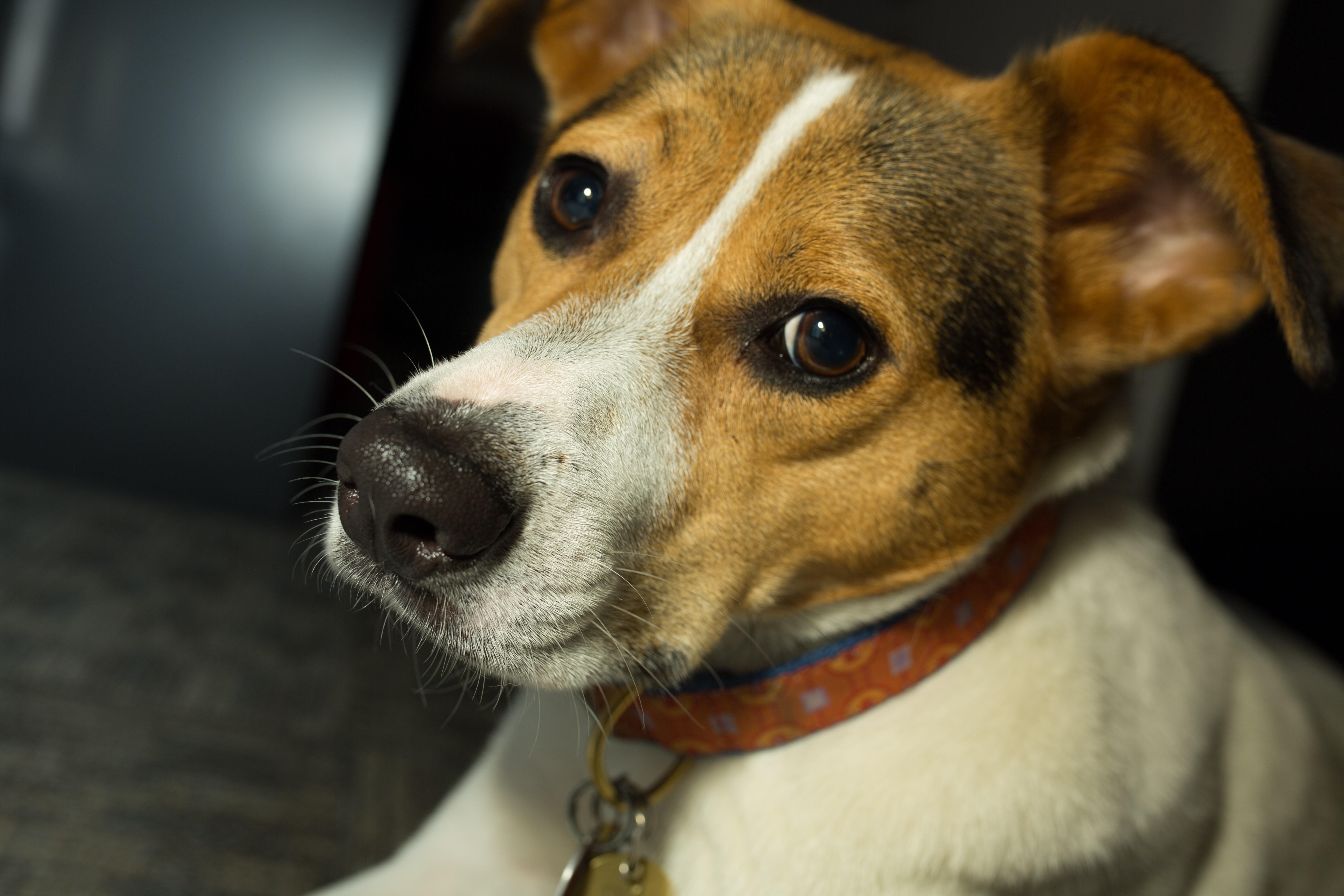 brown and white dog close up