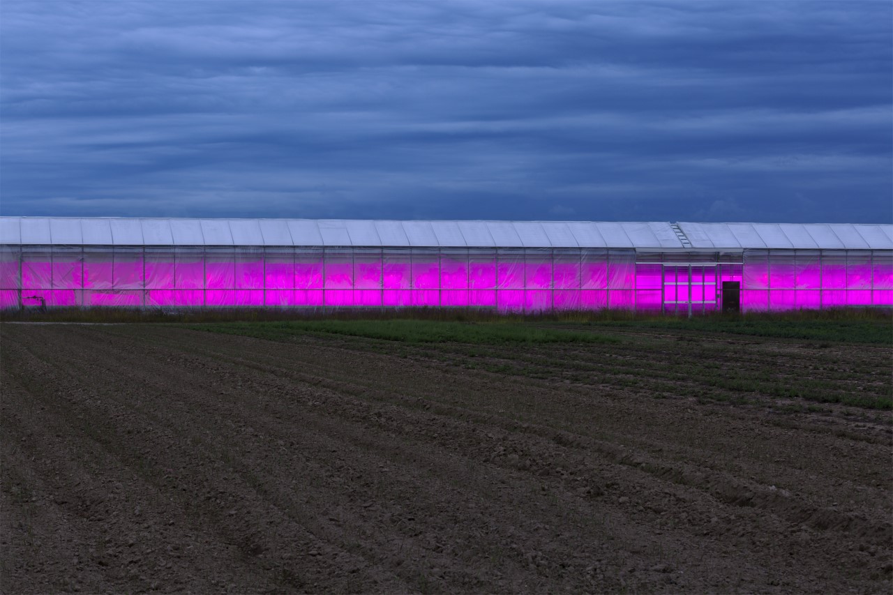 A greenhouse glows purple with grow lights. Photo is outside. Nathaniel van der Wal