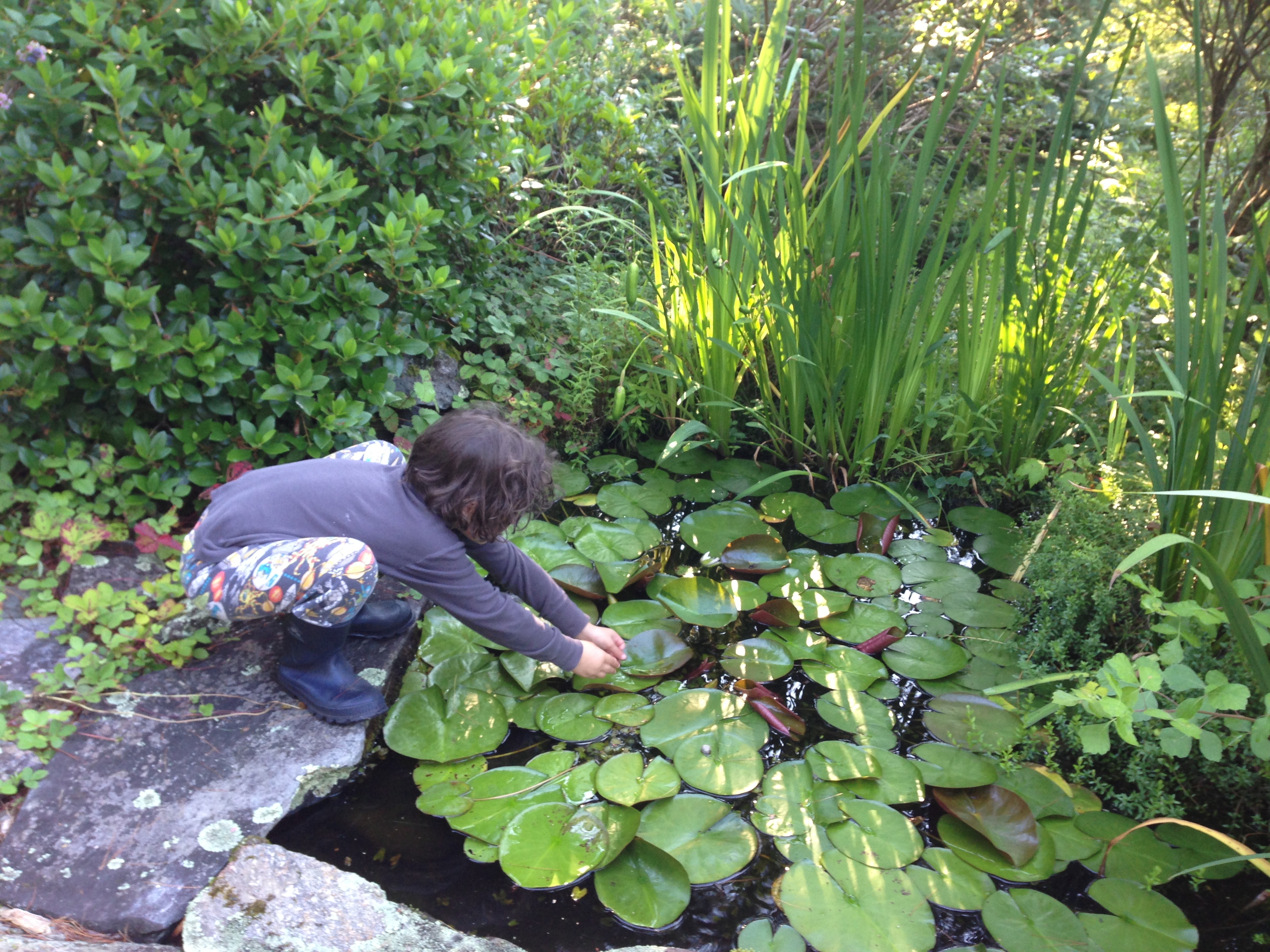 students working with lily pads